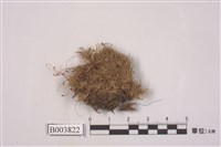 藏品(包氏白髮苔)的圖片